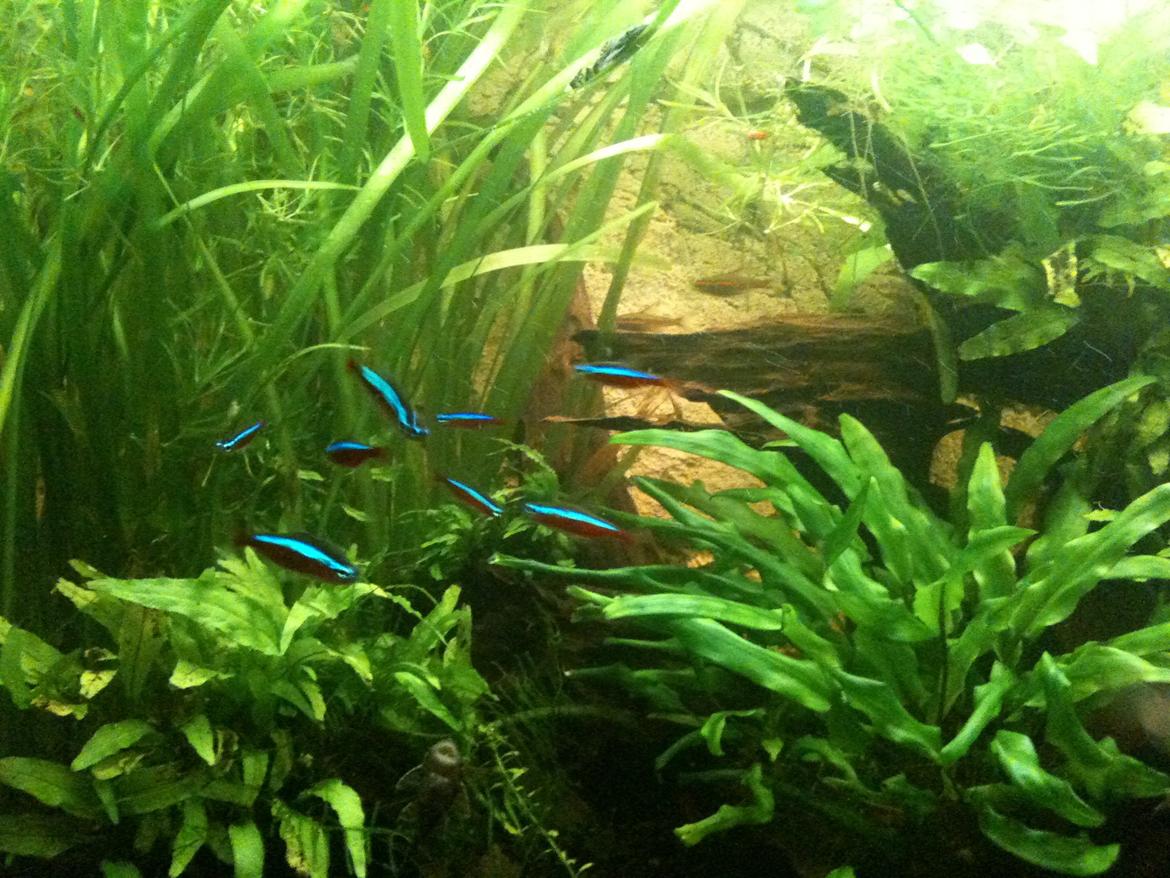 Turbo's hygge hobby rum ;-) billede 9