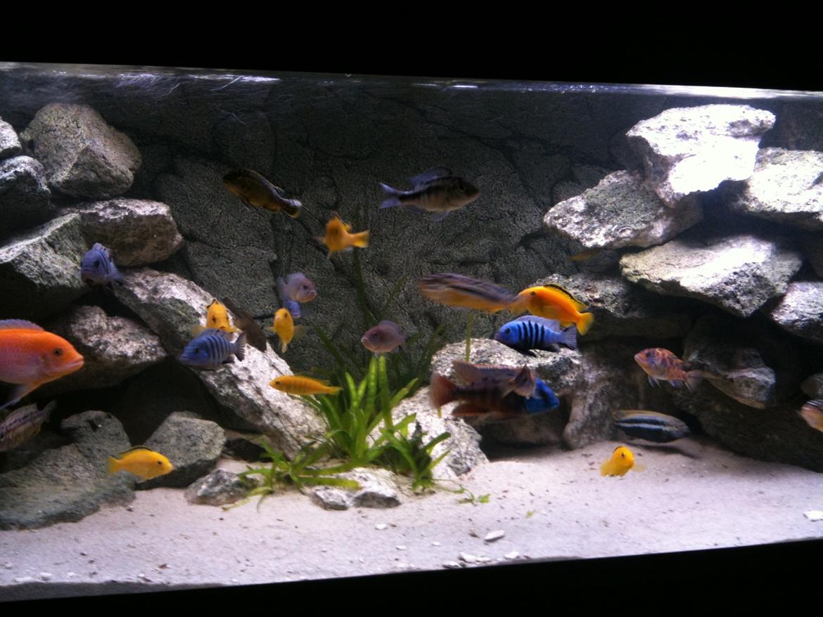 Turbo's hygge hobby rum ;-) billede 12