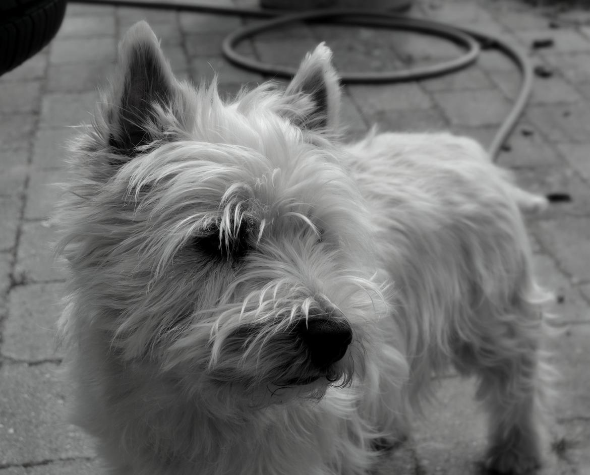 Nikon D3100 Test billede 6