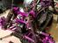 MaXaM R10 Monster skal have lilla alu... 