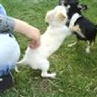 Team sydsjælland ' h