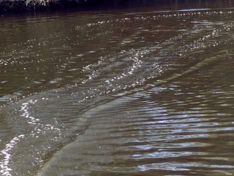 Båd Wing Speed - UPS den er vist for hurtigh for camed billede 9