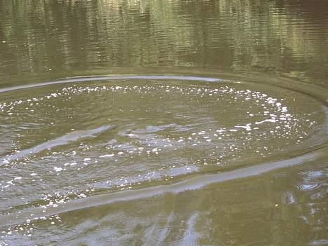 Båd Wing Speed - Ihh smuttet igen billede 11