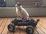 Off-Roader HPI Savage Flux HP - Her vogter min lille laban af en hund, Fanta.
