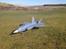 Fly F-35 70mm  360Vektor R.I.P - Første gang på pladsen