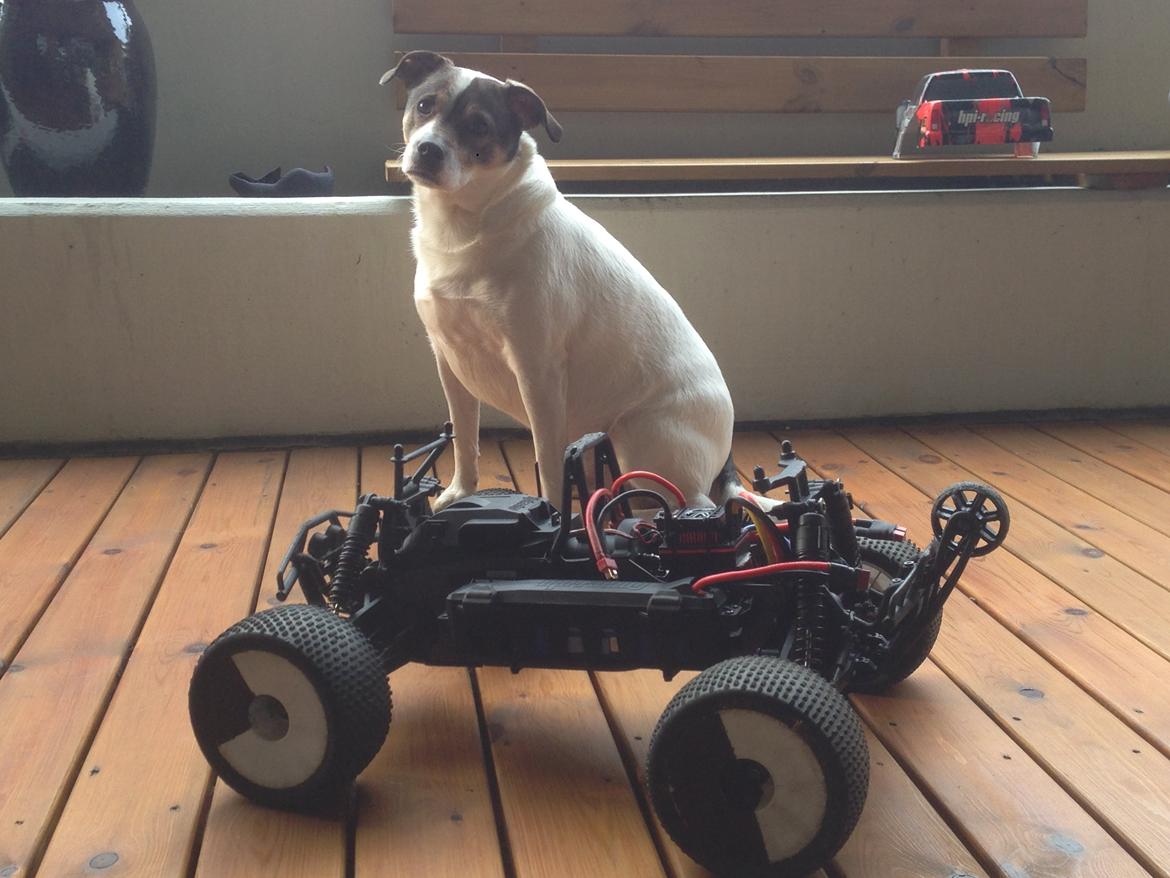 Off-Roader HPI Savage Flux HP - Her vogter min lille laban af en hund, Fanta. billede 18
