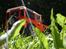 Off-Roader Axial SCX10 - Defender 90 [Ophugget] - Juni 2014