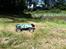 Off-Roader Ansmann Truggy Brushless DEBF
