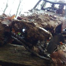 Off-Roader Axial Wraith Kit "Knægtens"