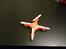 Multirotor Cheerson CX-10
