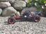 Bil Hpi Baja 5b Atlas