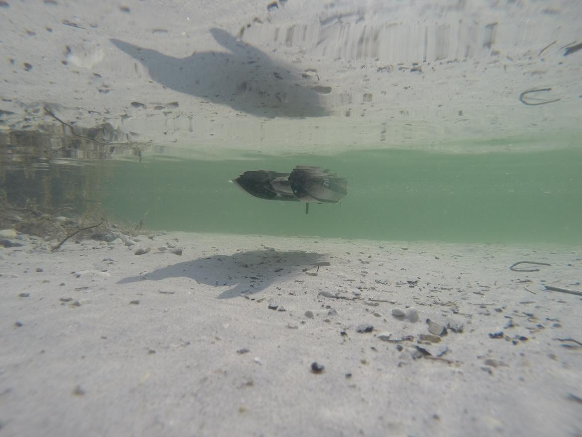 Båd Centurion Mini Brushless Catamaran billede 6