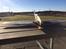 Fly Hobbyking ME109 Combat EPP - Første dag på pladsen lige inden første tur