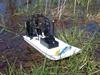 Båd Swamp boat (Solgt)