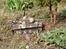 Militær Taigen Tiger 1