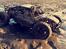 Buggy Losi Dessert Buggy ( DBXL )