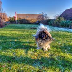 Multirotor DJI Phantom 4