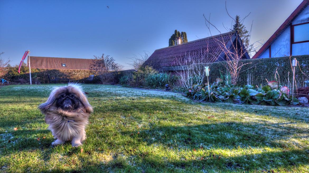 Multirotor DJI Phantom 4 billede 3