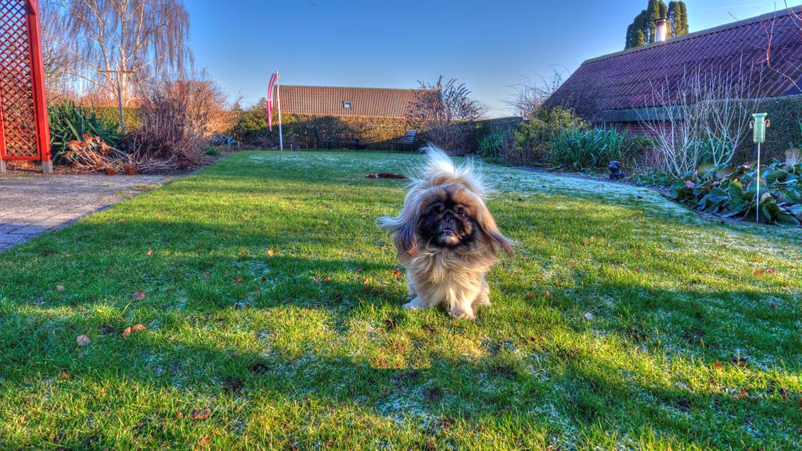 Multirotor DJI Phantom 4 billede 2