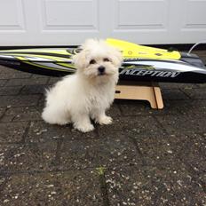 Båd HydroPro Inception