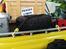 Bil Toyota Land Cruiser 80 Pickup [SOLGT]  - Toyota Land Cruiser 80, som pickup