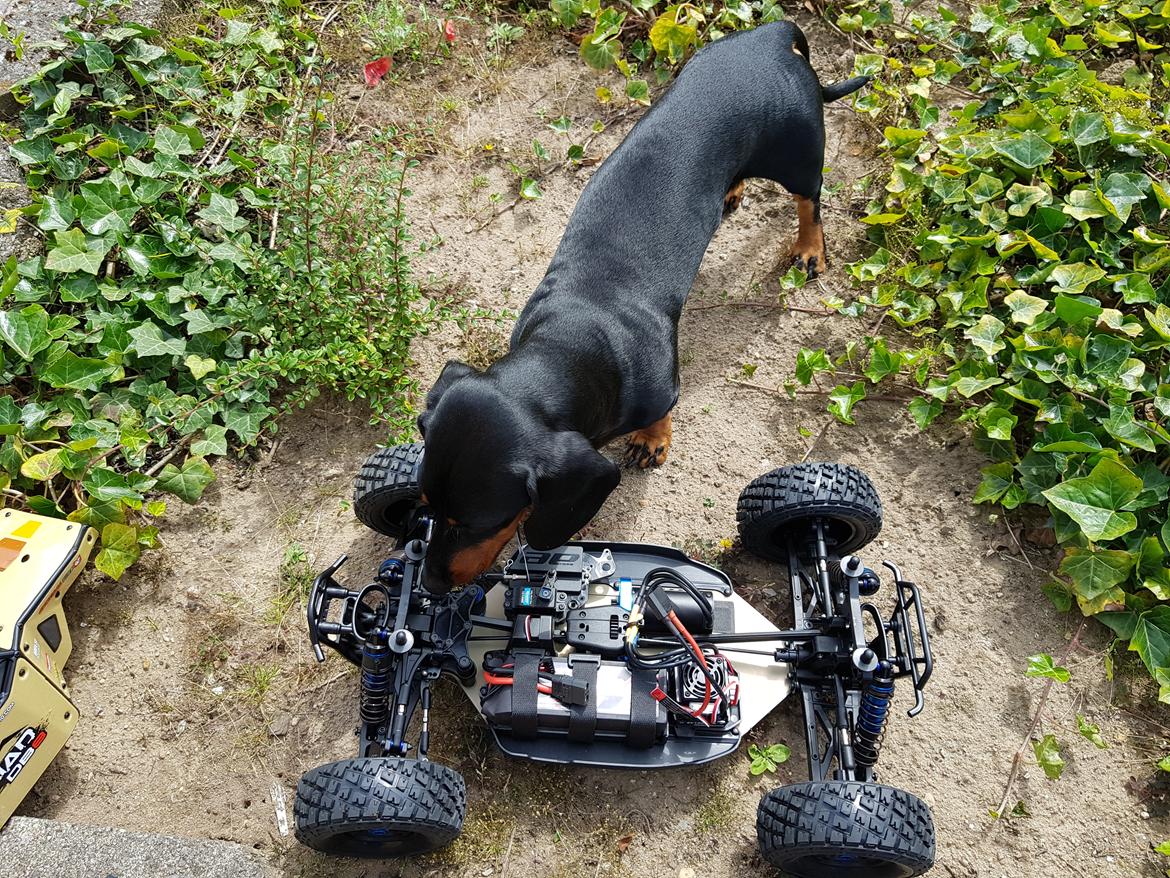 Buggy team associated Nomad DB8 billede 12