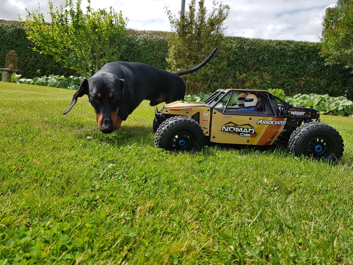 Buggy team associated Nomad DB8 billede 13