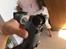 Multirotor Dji Spark.