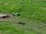 Buggy Agama A8T evo Truggy aka John Deere