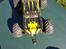 Bil Volcano XP4. Monster truck