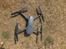 Multirotor DJI Mavic Pro