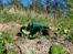 Off-Roader boom racing D90 cap