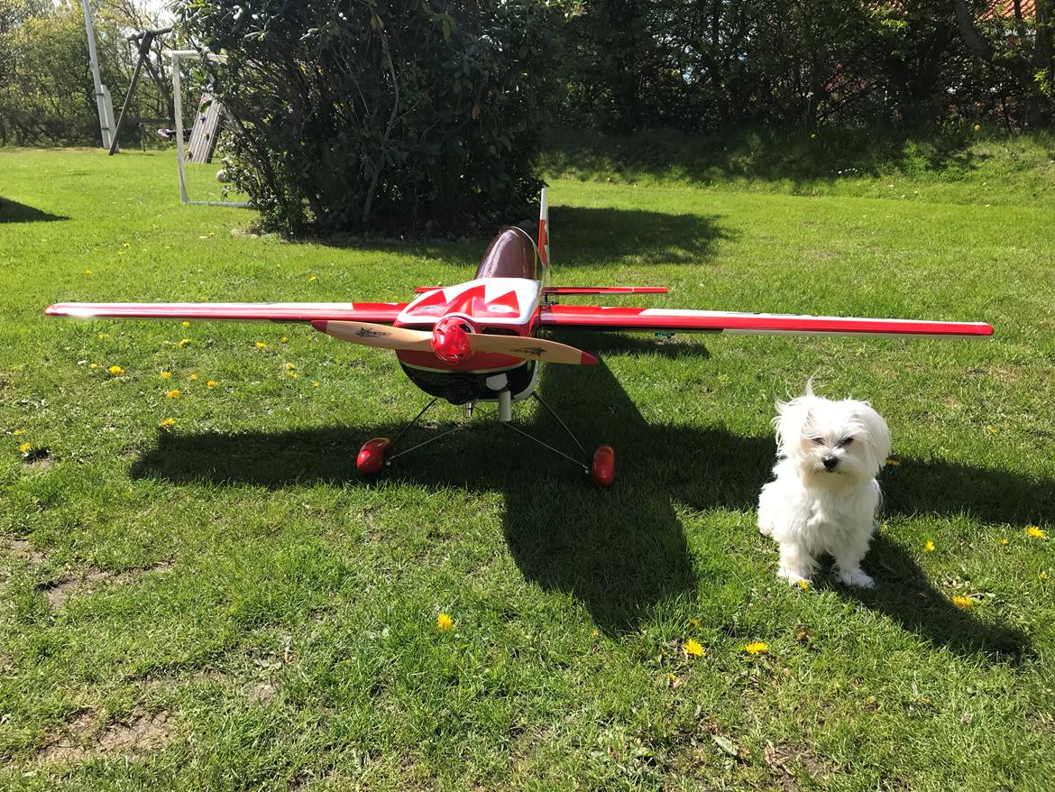 Fly Edge 540 35 ccm Goldwing - Enten er min hund meget lille ellers så fylder den lidt den Edge 540 billede 1