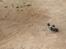 Off-Roader Traxxas Rustler XL5 brushless