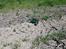 Bil Axial Wraith 1.9
