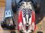 Buggy Arrma Typhon 3S BLX