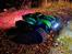 Bil Traxxas Maxx