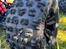 Truck Arrma Kraton 8S EXB