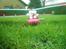 Fly Wingo