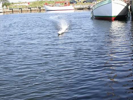 Båd Robbe - Montega 75 billede 12