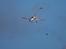 Fly Avanti S80 Freewing