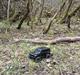 Off-Roader JJRC C8801 Pro
