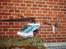 Helikopter dragon 4