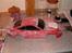 Bil Porche 911 Mike's [TS-RC]