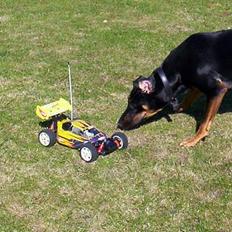 Buggy Winner sport (smartech)