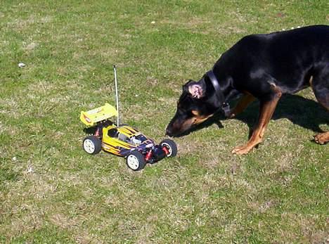Buggy Winner sport (smartech) - Ha! endelig holder den lille satan stille så jeg kan snuse lidt til den... billede 3