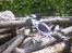 Helikopter Phoenix cp