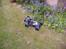 Buggy Rex-x