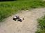 Buggy Fighter Buggy Tamiya