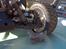 Buggy hobao hyper tq pro